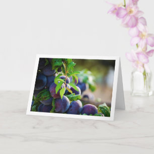 Tarjeta Ciruelas púrpura en el árbol