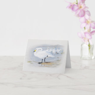 Tarjeta cisne de Bewick, ilustracion de Aves