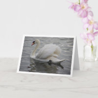 Cisne deslizándose en el lago
