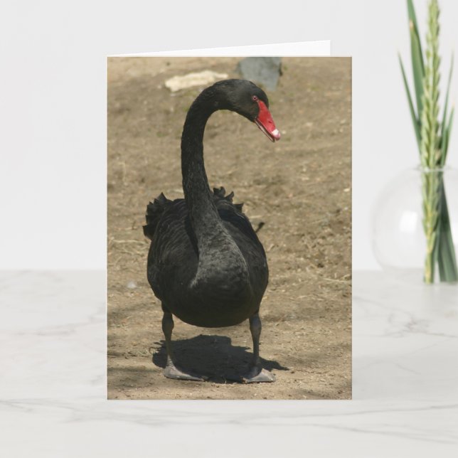 Tarjeta Cisne negro (Anverso)