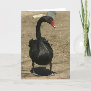 Tarjeta Cisne negro