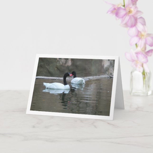 Tarjeta Cisnes de cuello negro (Orquídea)