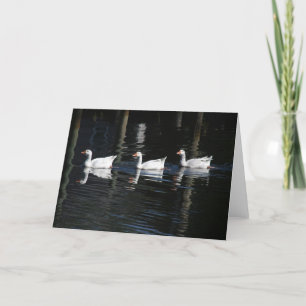 Tarjeta Cisnes de la natación