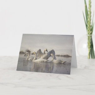 Tarjeta Cisnes de trompetista en el río de Madison en