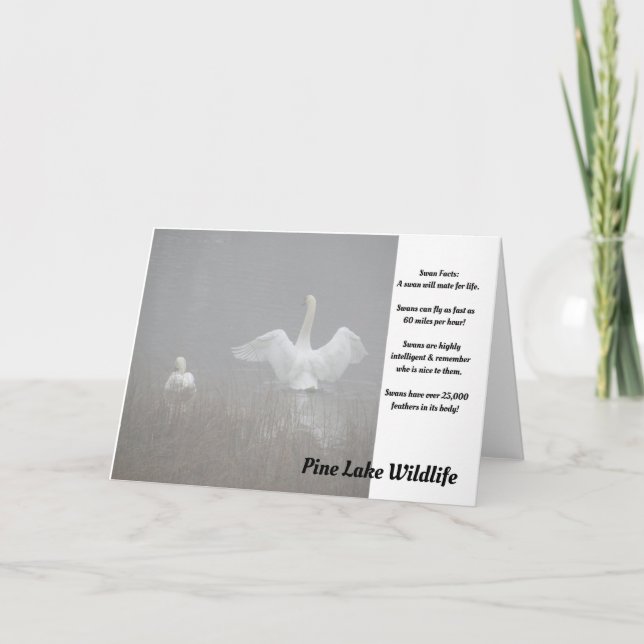 Tarjeta Cisnes en el lago Pine (Anverso)