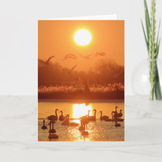 Tarjeta Cisnes en el lago Sunset