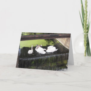 Tarjeta Cisnes en Weir