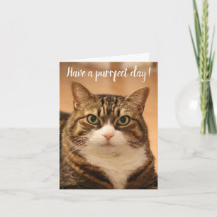 Tarjeta Cita divertida a los amantes del gato Personalizad
