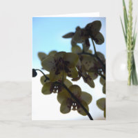 Clair de Fleur