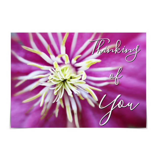 Tarjeta Clematis Pink-Purple (Subido por el creador)