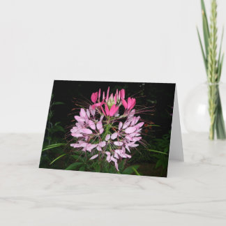 Tarjeta Cleome