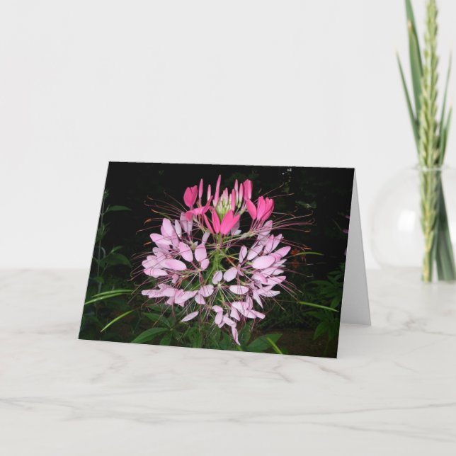 Tarjeta Cleome (Anverso)
