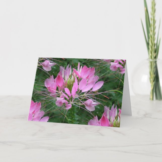 Tarjeta Cleome (Anverso)