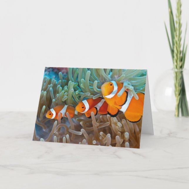 Tarjeta Clownfish (Anverso)