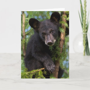 Tarjeta Club de oso negro jugando en árboles