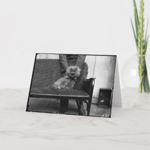 Tarjeta Club del gato de la exposición - Mondial 493