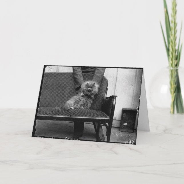 Tarjeta Club del gato de la exposición - Mondial 493 (Anverso)