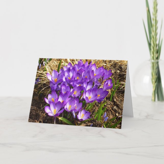 Tarjeta Clúster de Crocuses Púrpura Floral Primavera (Anverso)