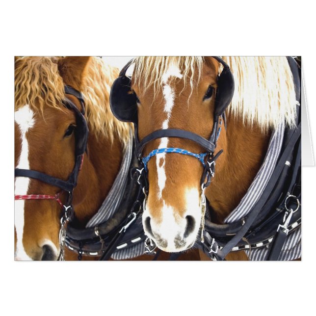 Tarjeta Clydesdale Draft Horses (Anverso (Horizontal))