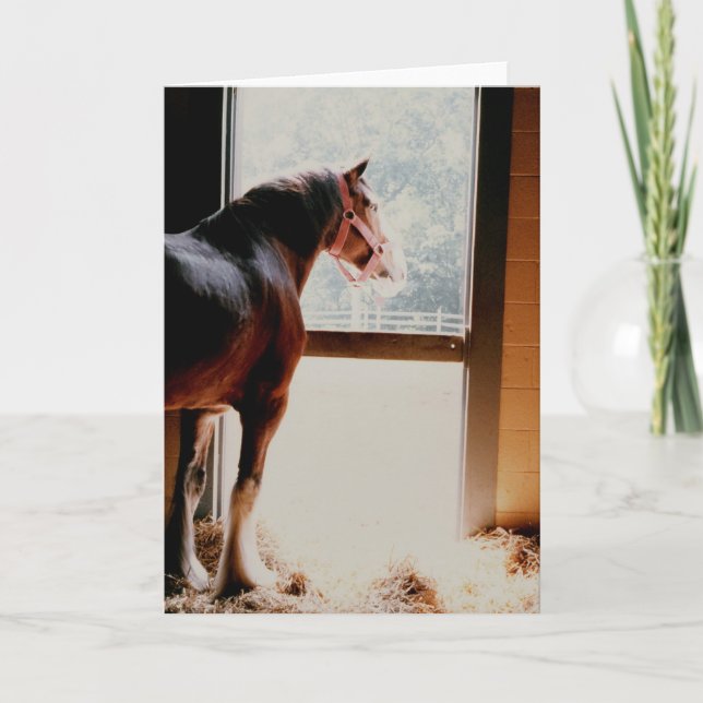 Tarjeta Clydesdale majestuoso (Anverso)