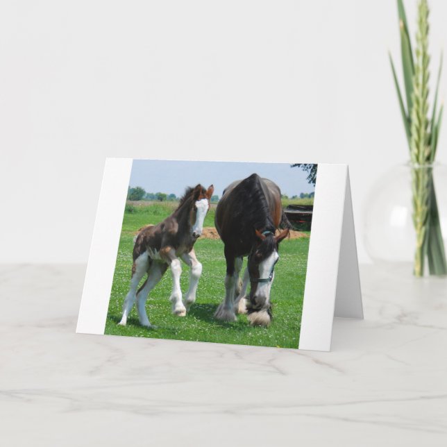 Tarjeta clydesdale y potra (Anverso)