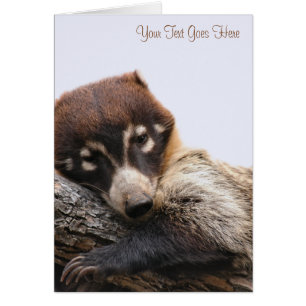 Tarjeta: Coatimundi #4 (Retrato)