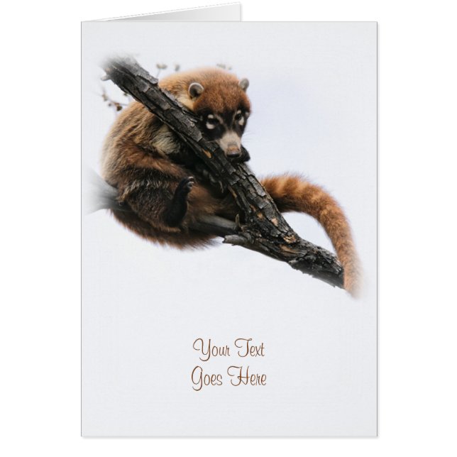 Tarjeta: Coatimundi #5 (Retrato) (Frente)