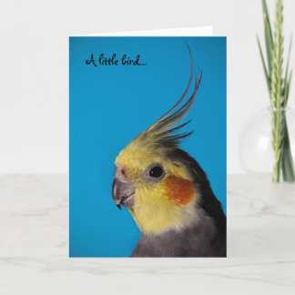 Tarjeta Cockatiel, pequeño pájaro de A…