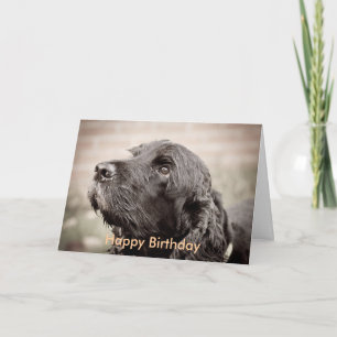 Tarjeta Cocker Spaniel