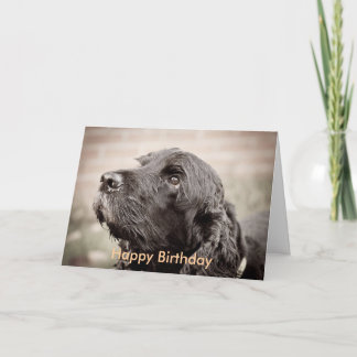 Tarjeta Cocker Spaniel