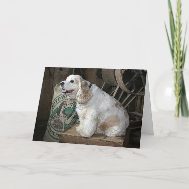 Tarjeta Cocker spaniel (Anverso)