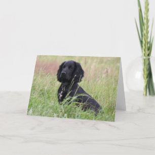 Tarjeta Cocker spaniel