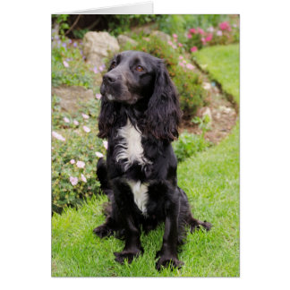 Tarjeta Cocker Spaniel