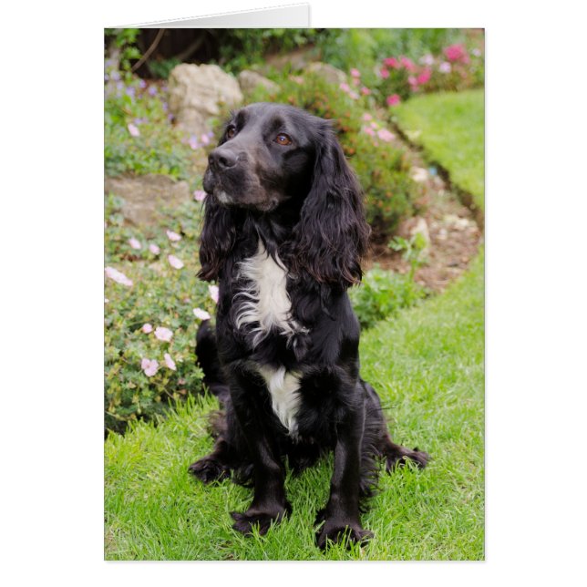 Tarjeta Cocker Spaniel (Frente)
