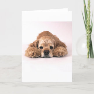 Tarjeta Cocker spaniel lindo