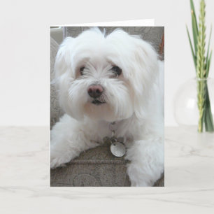Tarjeta Cody, maltés adorable en la silla #1
