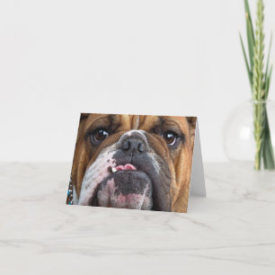 Tarjeta Cojín decorativo de Bulldog inglés