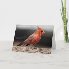Tarjeta Colección de aves: cardenal norte (notas en blanco