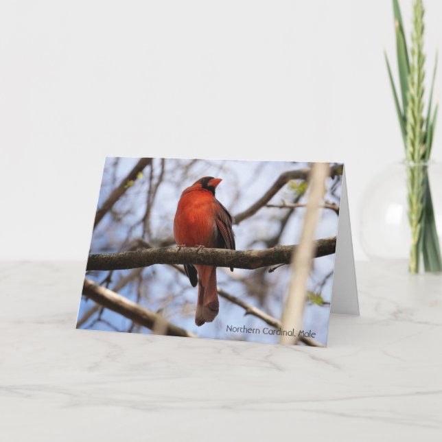 Tarjeta Colección de aves: cardenal norte (notas en blanco (Anverso)