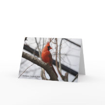 Colección de aves: cardenal norte (notas en blanco