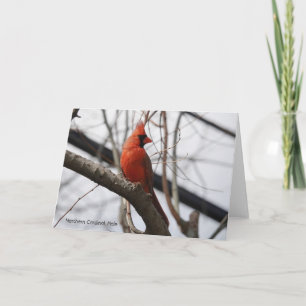 Tarjeta Colección de aves: cardenal norte (notas en blanco