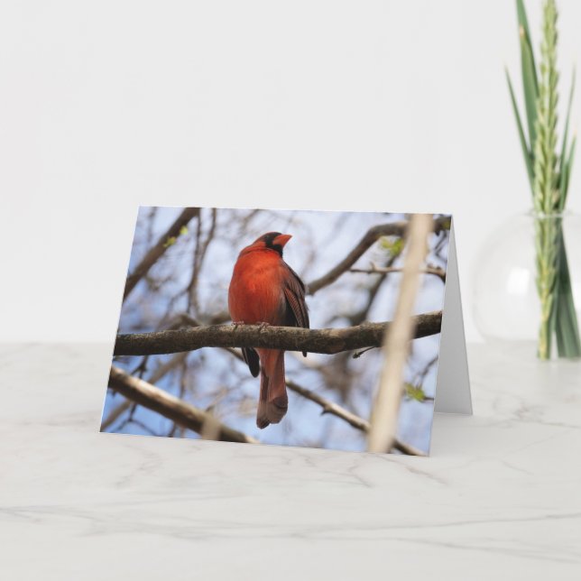 Tarjeta Colección de aves: cardenal norte (notas en blanco (Anverso)