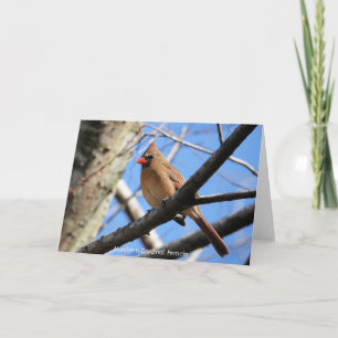 Tarjeta Colección de aves: cardenal norte (notas en blanco
