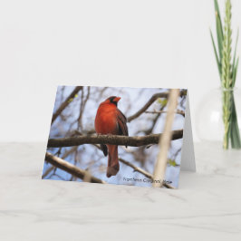 Tarjeta Colección de Aves: Cardenal Norteño (notas en blan