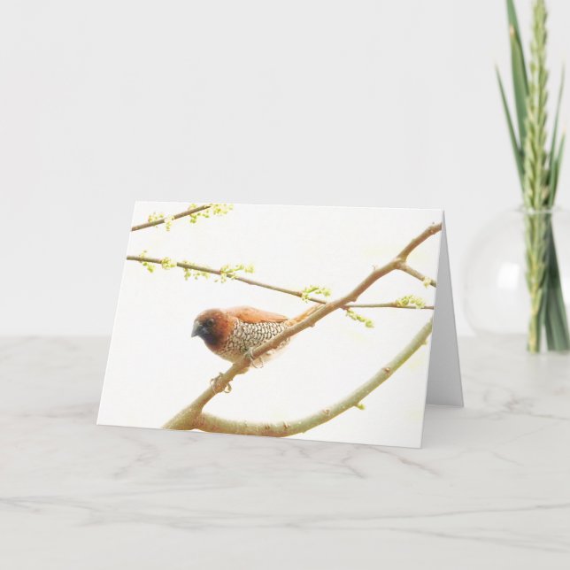 Tarjeta Colección de aves: Finca de especias (notas en bla (Anverso)