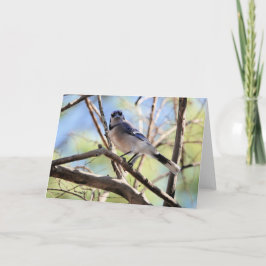 Tarjeta Colección de aves: Jay azul (notas en blanco)