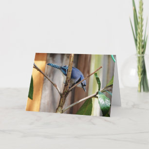 Tarjeta Colección de aves: Jay azul (notas en blanco)