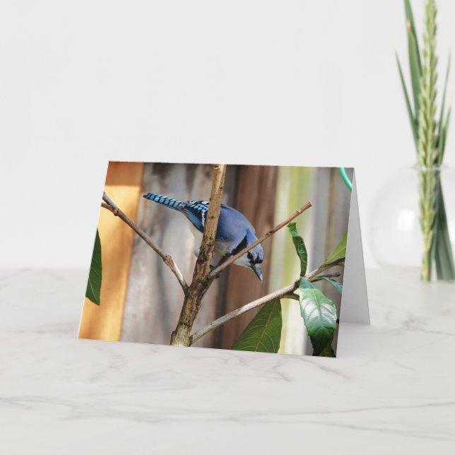 Tarjeta Colección de aves: Jay azul (notas en blanco) (Anverso)