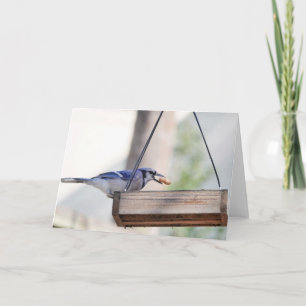 Tarjeta Colección de aves: Jay azul (notas en blanco)