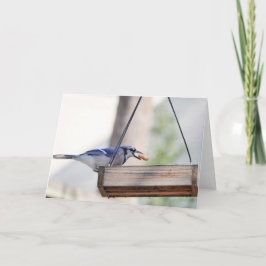 Tarjeta Colección de aves: Jay azul (notas en blanco)